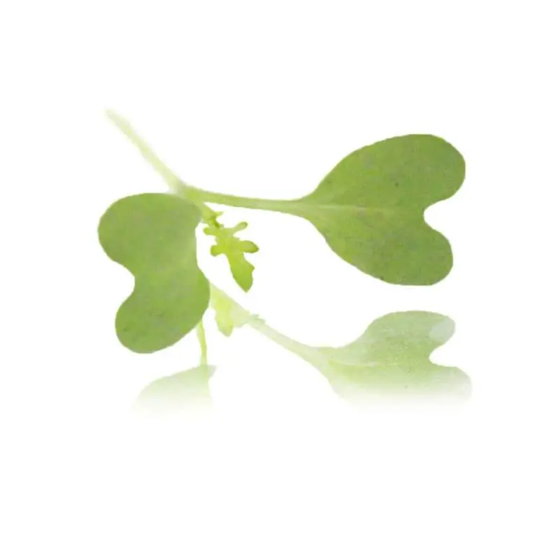 collins-nurtured-micro Mizuna.webp
